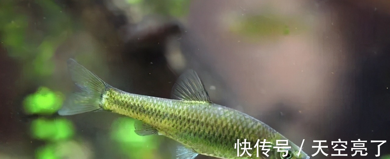 子线|提醒:规避小杂鱼闹窝的一种错误方法,很多钓友都在用
