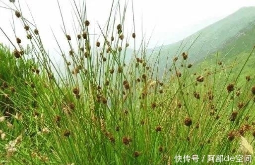  上火|上火心烦又失眠，此草煮水喝两口，作用非常大，早知道早受益