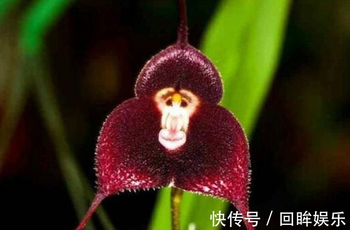 兰花界的“美猴王”,猴面小龙兰,怎么养首要价值是什么