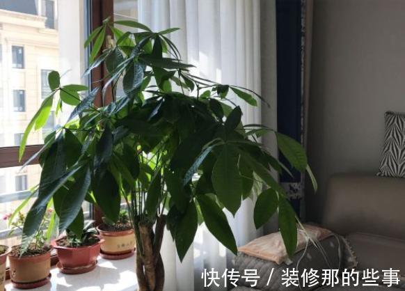 植株|发财树盆栽长得慢?调控好这4点,侧芽新枝呼呼窜
