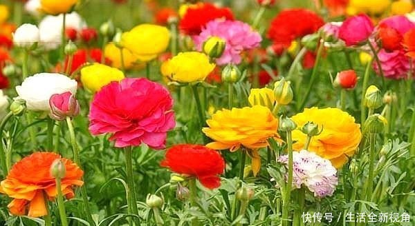 4月逛花市,就买这4种花,便宜、好看,新手都能养!