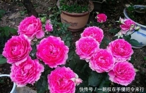 名花|此花是世界名花，颜值超牡丹，香味胜茉莉，四季开花，是盆栽佳品