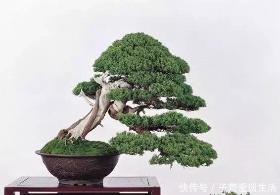 重点|什么算的上是好盆景学会看芯,芯是盆景的重点