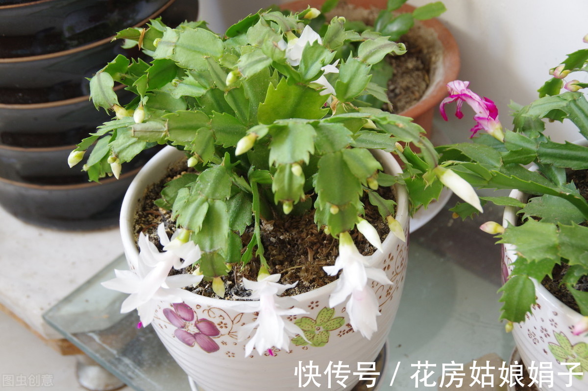 蟹爪兰|“馋嘴”的蟹爪兰,就喜欢2种酸,浇1点蹭蹭长,花期早开花多