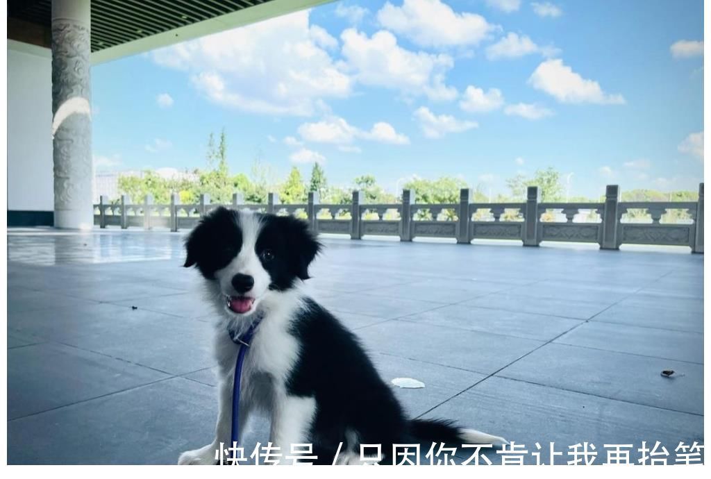 黄子韬高调晒私人飞机,在高空享受牛排大餐,宠物狗独享豪华座椅