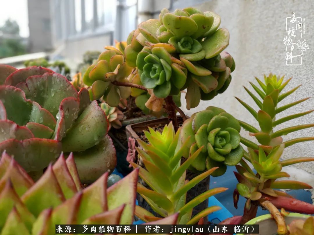 花月|多肉露养度夏,没遮阳没遮雨,有惊无险!