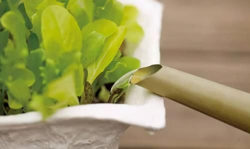 花友会|磷酸二氢钾养花虽好,但“4个阶段”不适用,别再弄错了