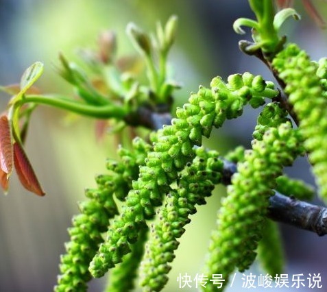 长寿菜|农村称它为“长寿菜”,是山区里的家常菜,晒干后城里68元一斤