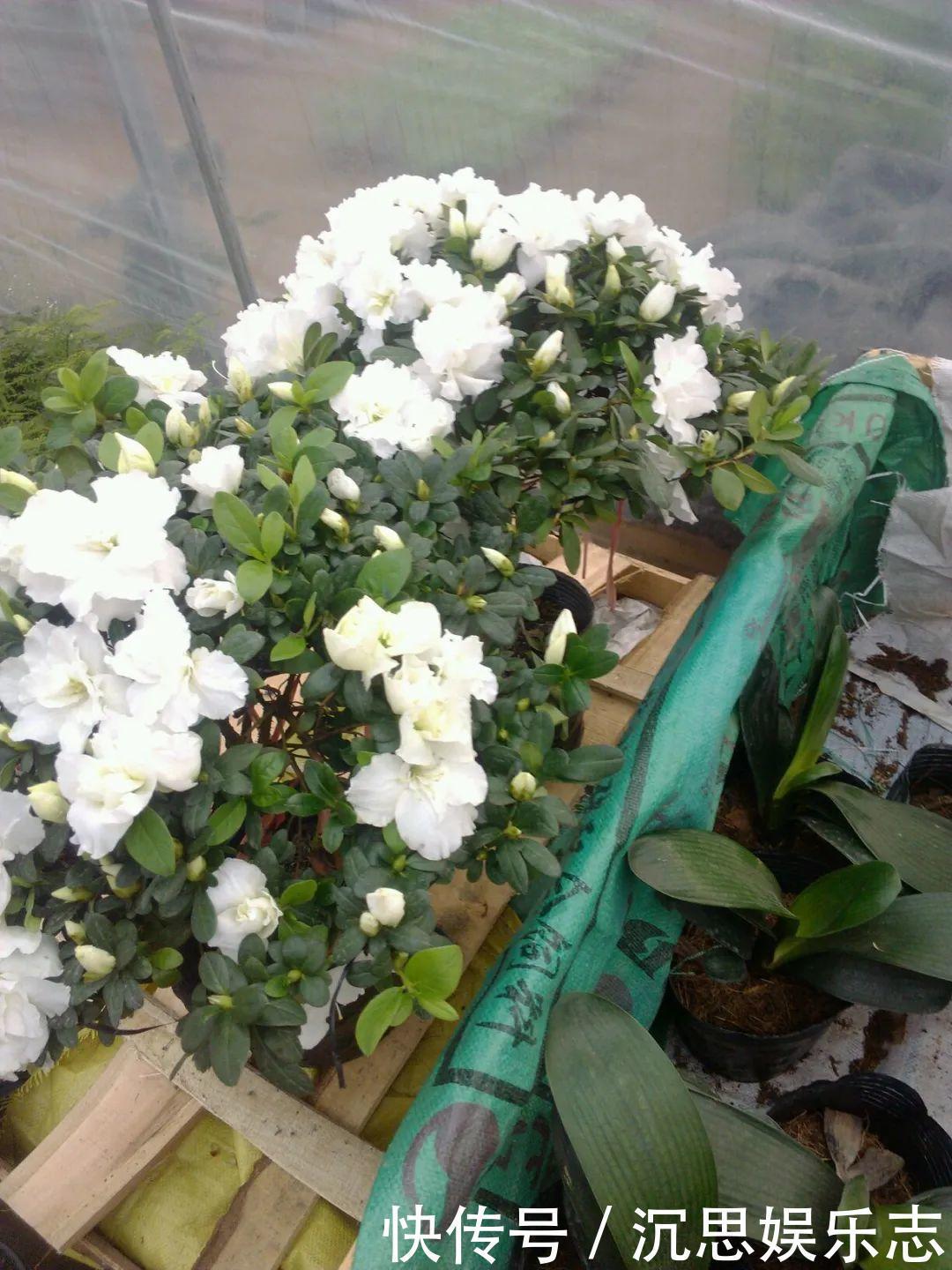 花友种在家门口多年的花，全被人折了，因为不吉利