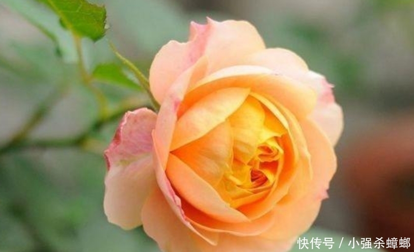 4种花漂亮又好养,比牡丹好看,花儿轻松开爆盆,适合阳台盆栽