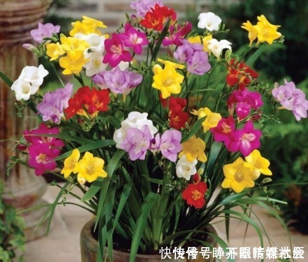 花朵|这5种花卉堪称活香水,养一盆摆客厅,满屋子飘香!