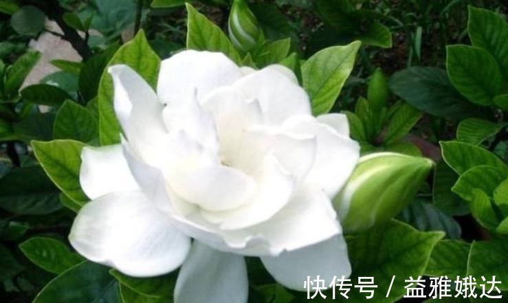 客厅|客厅养上“3种花”,一年四季“开花不断”,开花一茬又一茬