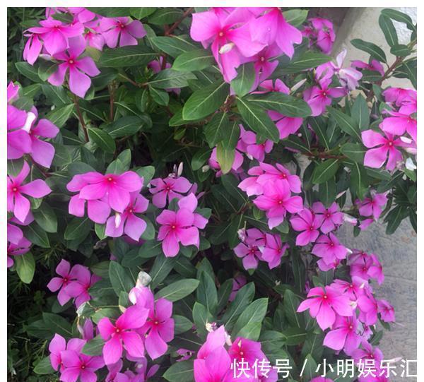 金鱼草|6种“漂亮花”,五块钱买一盆,持续开花200天,太便宜了