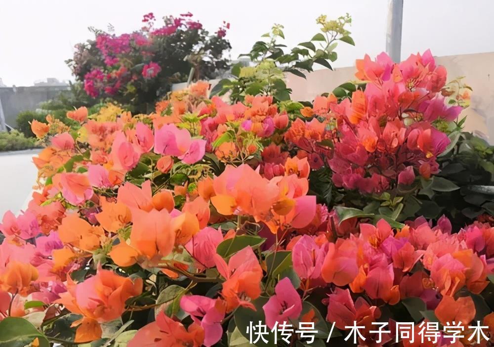 修剪|养三角梅掌握“3多1少”，绽放层叠群花，新手也能做到