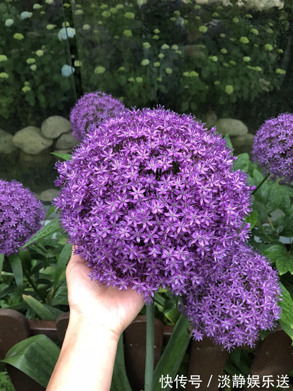 花朵最大的球根花卉，花似大绣球，花期长，养护简单，值得入手！