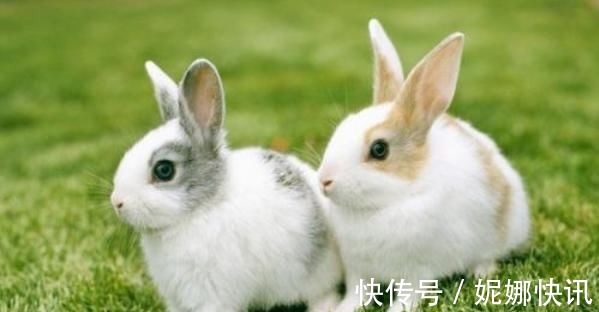 生肖兔|生肖兔12个月12种命，这几月出生的子女，一生福运旺到发