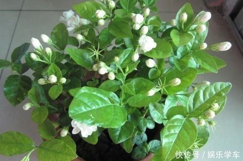 睡眠质量|这“4种”绿植,卧室放一盆,助力好睡眠,轻松一整天!