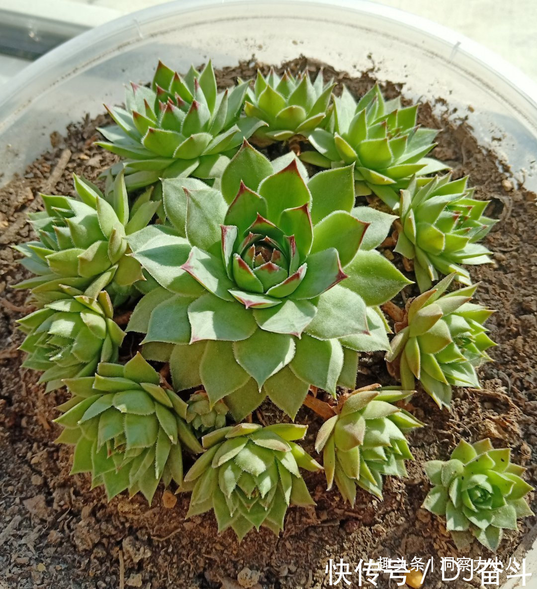 观音莲需“虐养”,勤做三动作,撒欢长易群生,次月爆崽一大圈