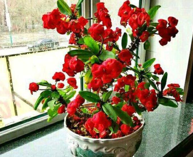 花色艳、花量大的4种花,花姿妖娆,四季繁花似锦,姿色艳丽