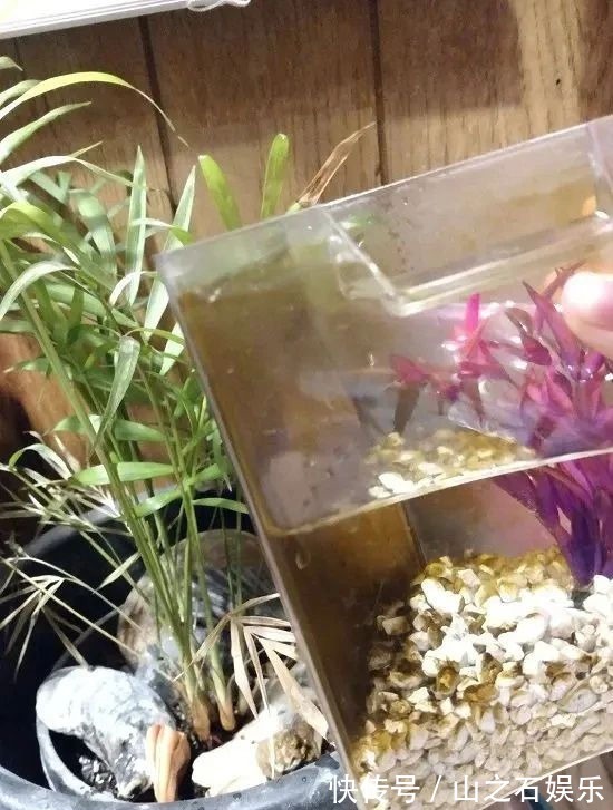 鸡蛋壳|在家里养花时,肥皂水、鸡蛋壳或煮菜的水别丢,是可以用来养花的