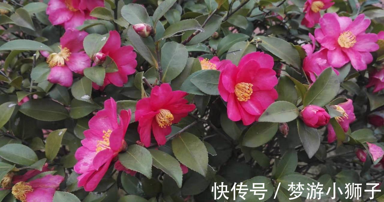 想要整个冬天都能在家赏茶花,除了养盆茶花,还要来一盆它的近亲