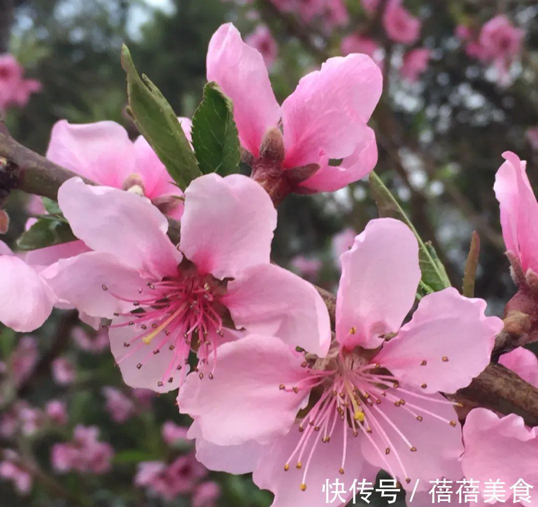 命中花|你几月出生，最旺你的“命中花”就是它，真准