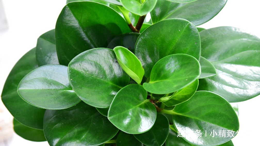 豆瓣绿长高忒难看,4招控制长势,砍上几刀,还能一盆变多盆