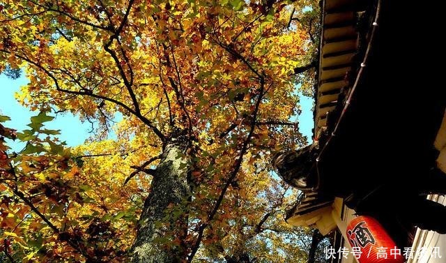 泰戈尔最美的诗句,人世间最美的心情,文学中最美的语言