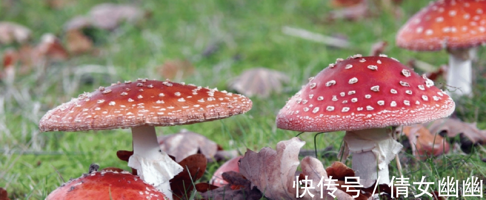 毒性|千万不要再微波炉里加热这几种食物,加热后的菠菜马铃薯毒性大发!