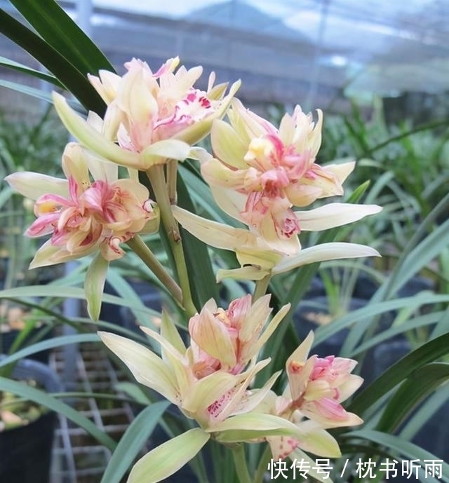 此兰花百年不遇,造型奇特,香味扑鼻,花瓣多达几十片,性价比高