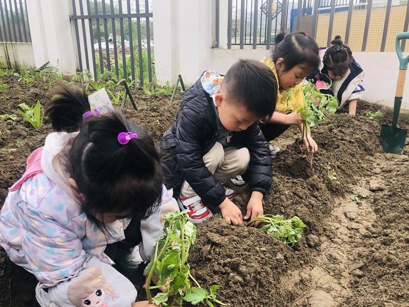 护一片绿添一份美——绥山幼儿园开展植树节活动