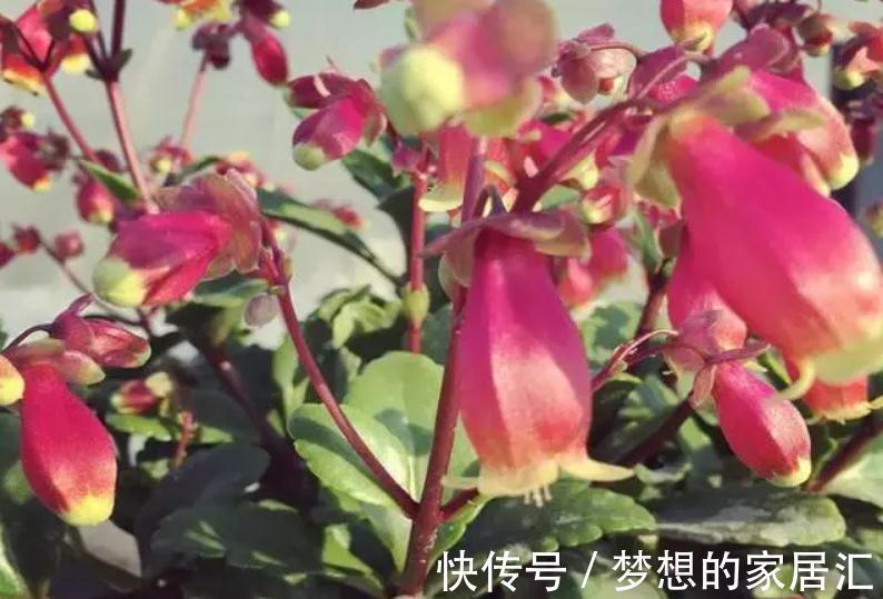 秋高气爽,养宫灯长寿花,盆栽牢记4点,冬春花开最盛