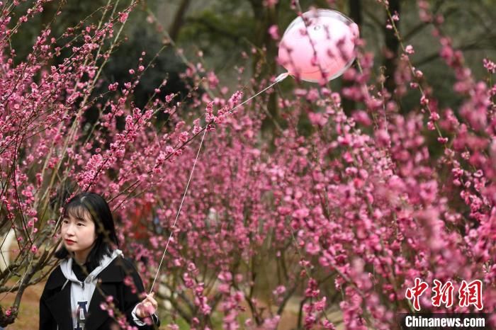 赏花|长沙气温回暖市民踏春赏花