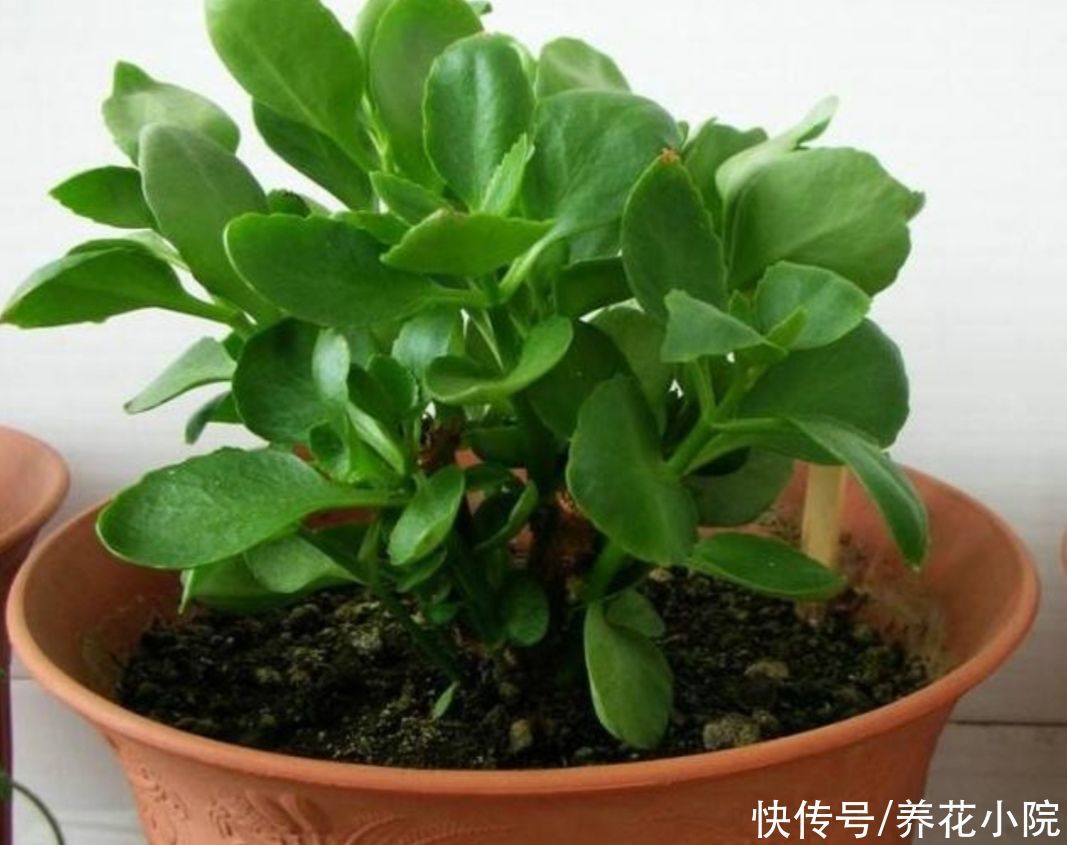 浇水|长寿花已经休眠,做到4个“不要”,安全度夏,秋天长得旺