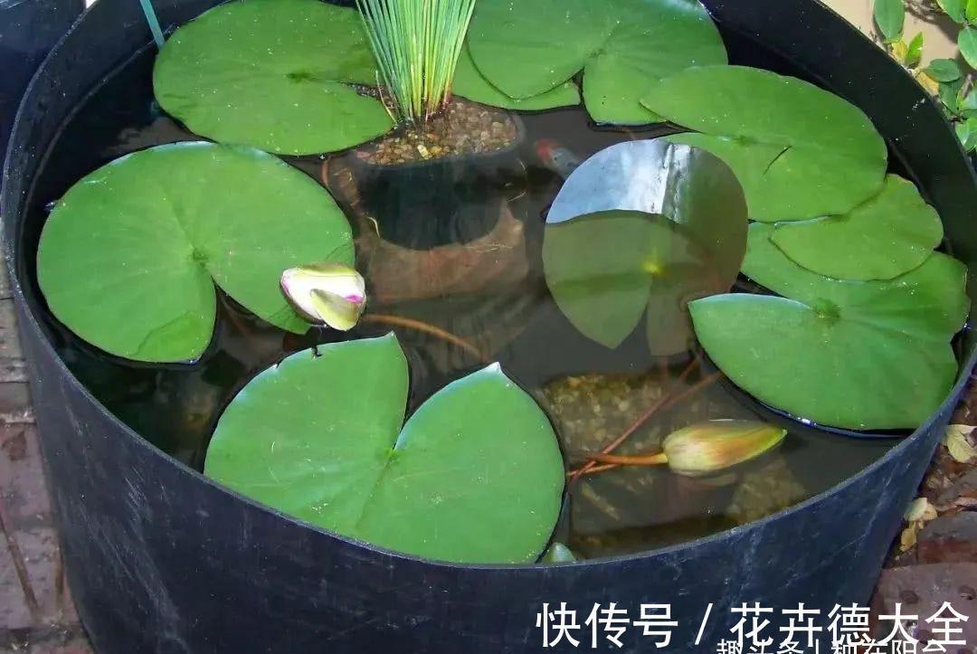 水深|“水中女神”睡莲的生长期档案,在最恰当的时机栽种与收获!