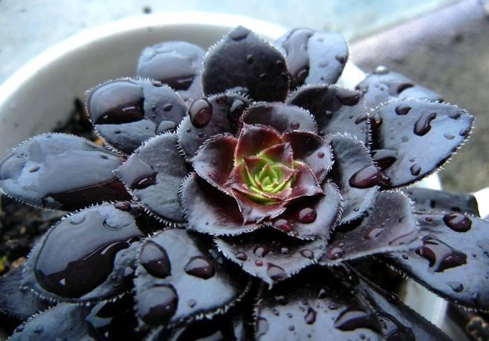 寒潮来袭!6种“怕冷肉”尽早搬到室内,否则容易冻伤