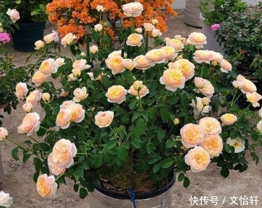 品种|100个月季品种,千姿百态,每个都很漂亮,图名并茂,值得收藏