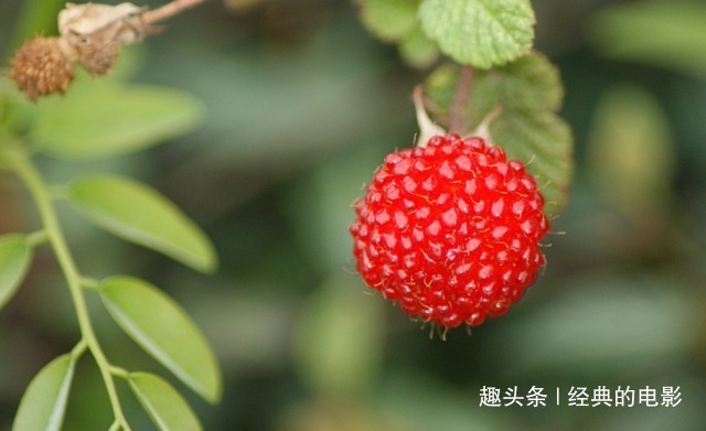 阿典|此花美丽而芳香，白花红果十分和谐，誉为可以直接吃的维生素之花