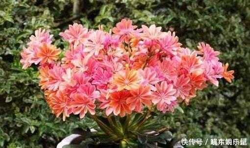 这一种花,四季开花持续不断,放一盆家里还驱蚊,漂亮又好养!