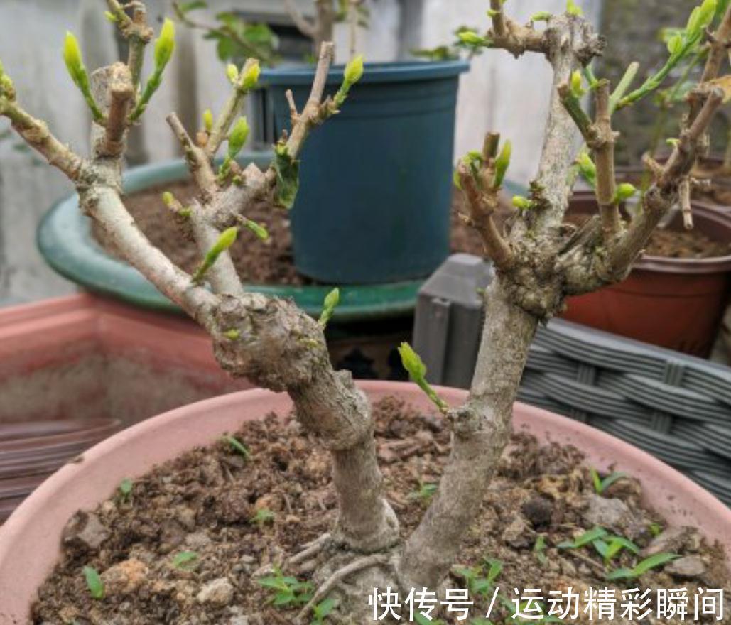 茉莉花生长季这样养,新枝新叶萌发快,花满枝头花香浓