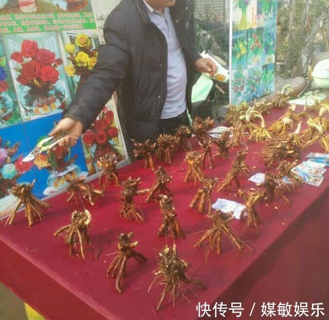 4种“陷阱”花,不适合新手,花店遇到要避开,别白花买花钱