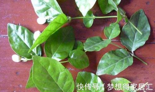 养花|三种夏日花，扦插正当时，喜欢的建议尽快繁殖“小苗”