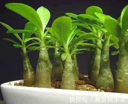 “2种花”现在扦插正合适,生根快、成活率高,开花十分养眼!