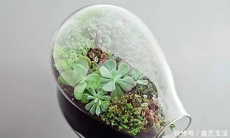 最全多肉养护法!十足干货!自己收藏就不用问别人啦!