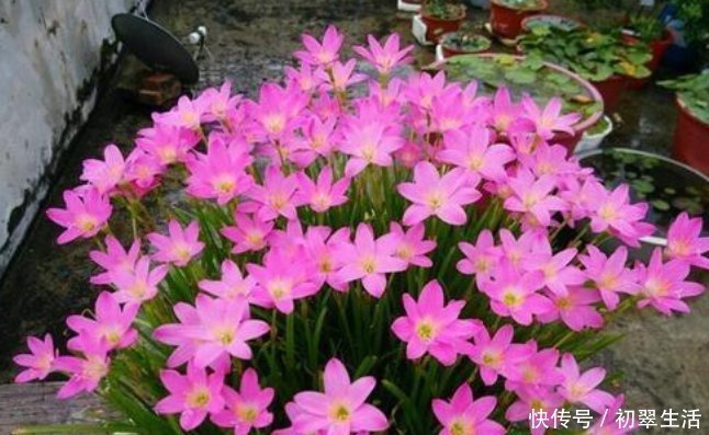 枯萎|6种花只需种一盆，就能年年开花，想养死都难，而且越长越多
