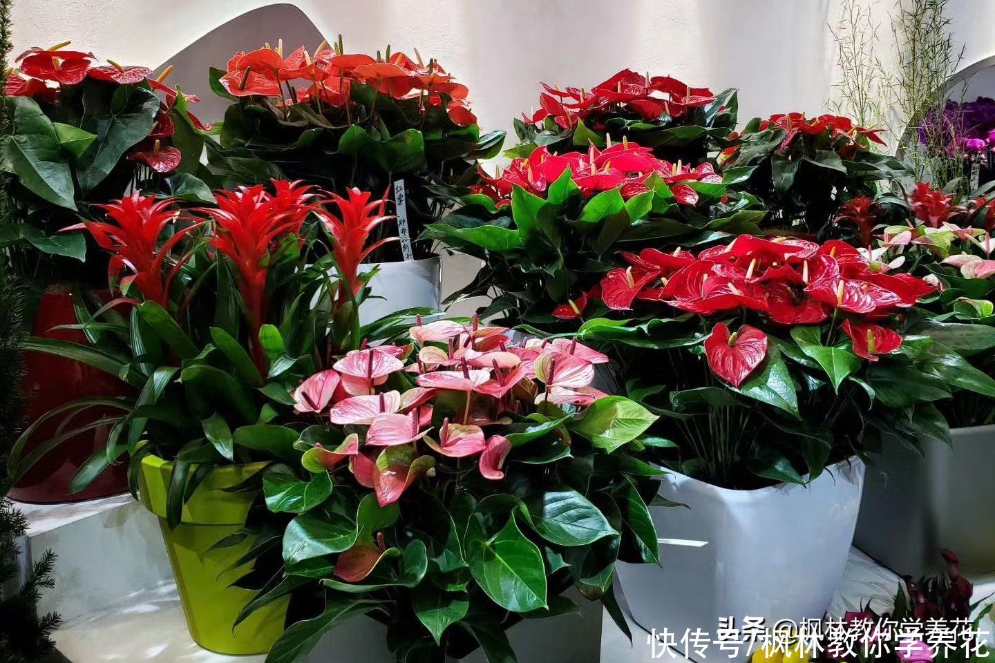 春节过后花店里没有卖完的花去哪里了