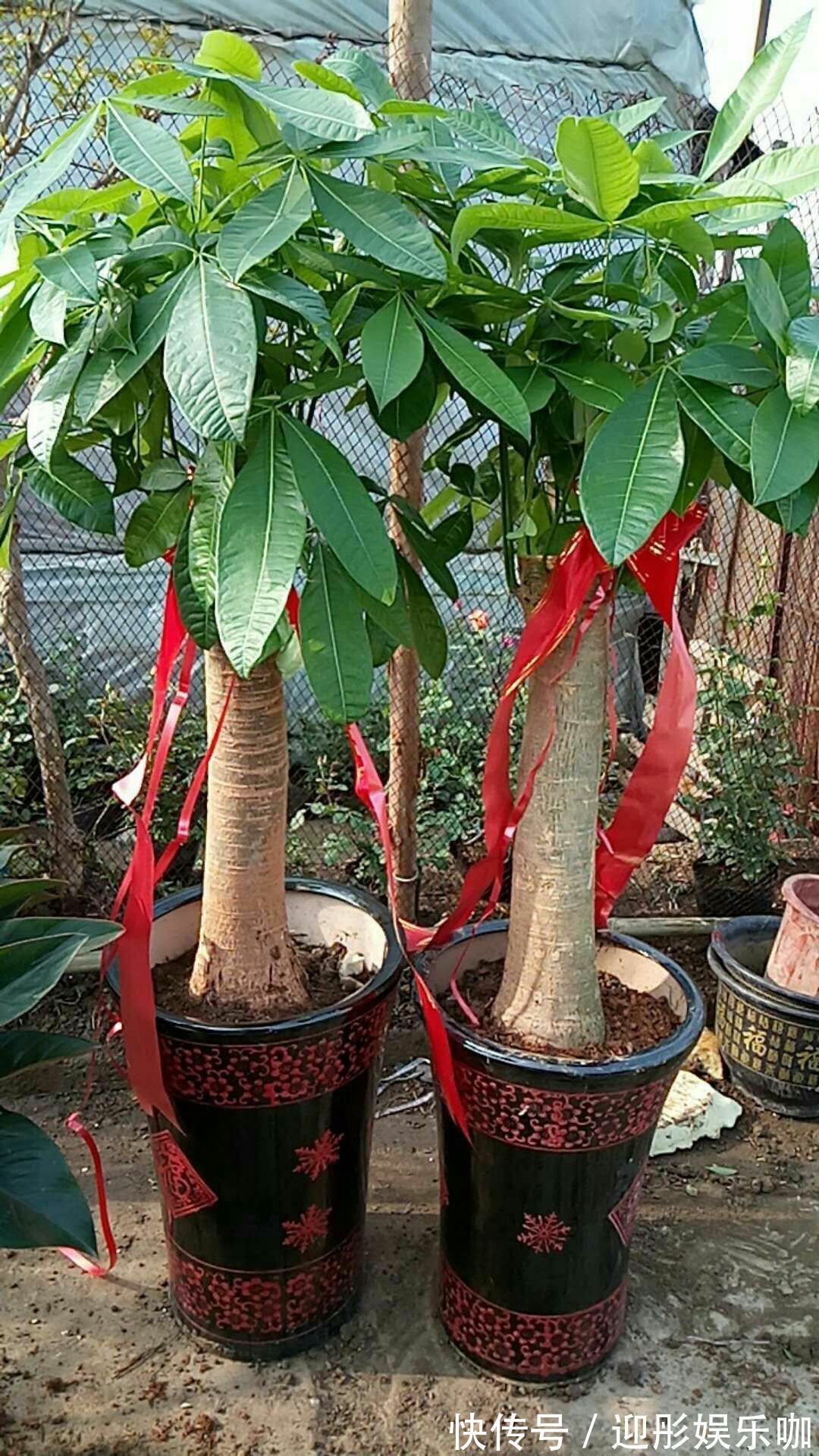 7种“漂亮花”,一个月不浇水,反而爱爆盆,越不管它越开花