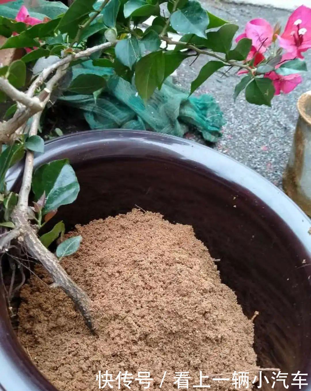 养花技巧：花盆里出现这个，抓紧换盆，不然一浇水就死翘翘