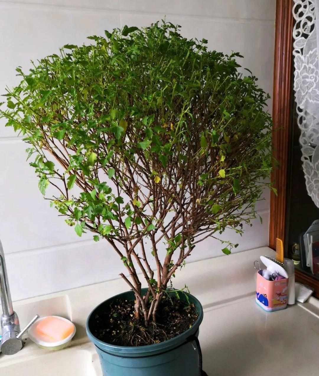 10种花,现在抓紧剪,更抗冻、好过冬!