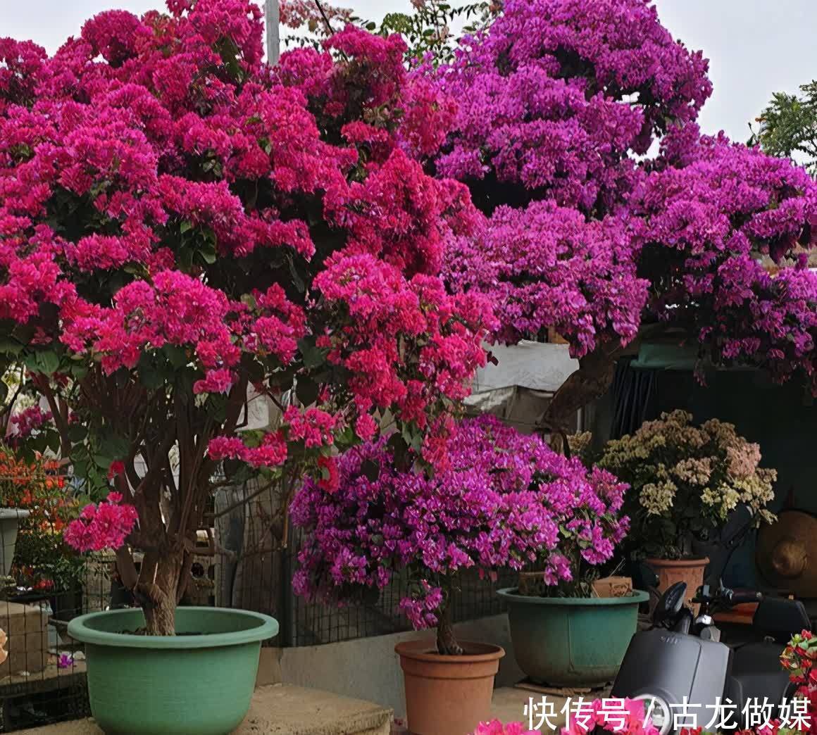 根系|养花要谨记,5种情况下,不能乱施肥,浇一盆枯萎一盆